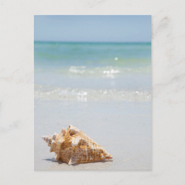Conch Shell On Beach | Florida, St. Petersburg Postcard (Front)
