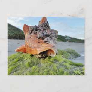 Conch Shell on the Beach Postcard