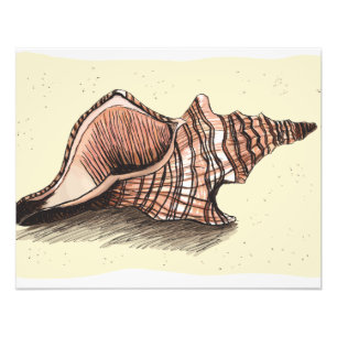 Conch Shell Photo Print