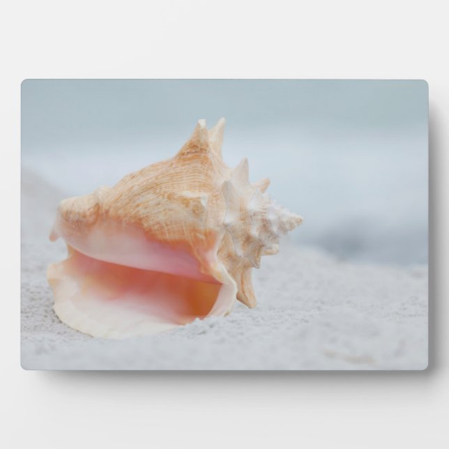 Conch Shell Plaque (Front)