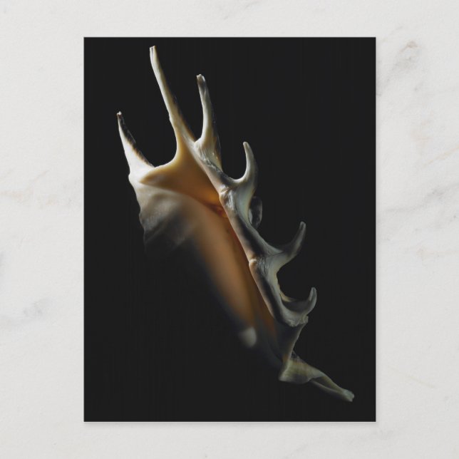 Conch shell postcard (Front)