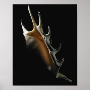 Conch shell poster