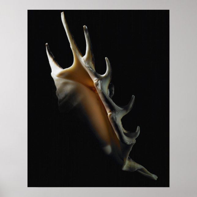 Conch shell poster (Front)