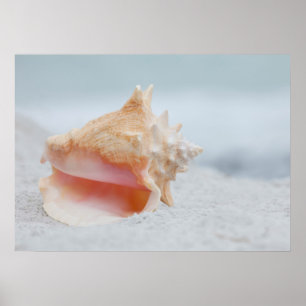 Conch Shell Poster