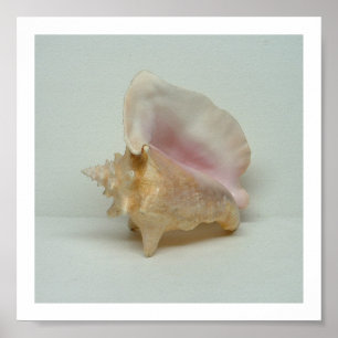 CONCH SHELL print (8"x8")