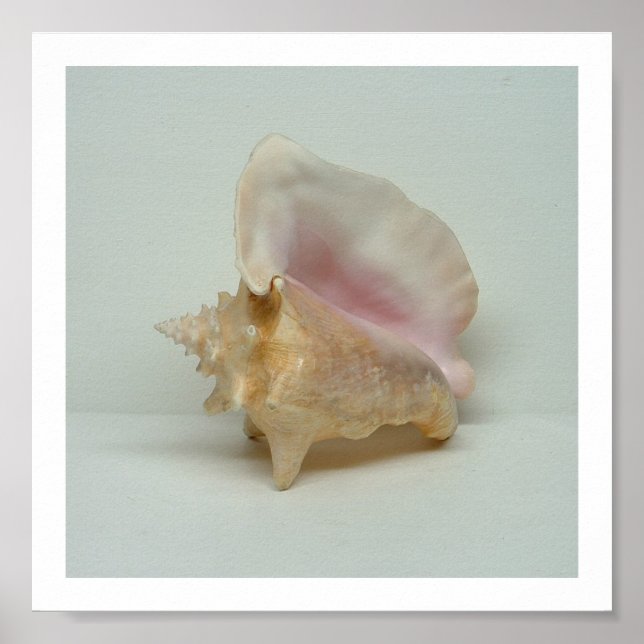 CONCH SHELL print (8"x8") (Front)