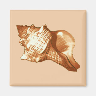 Conch shell sketch - brown, white and tan magnet