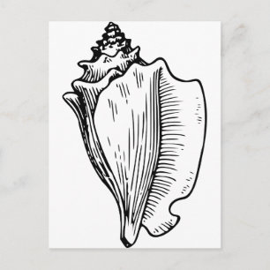 Conch Shell Sketch Postcard