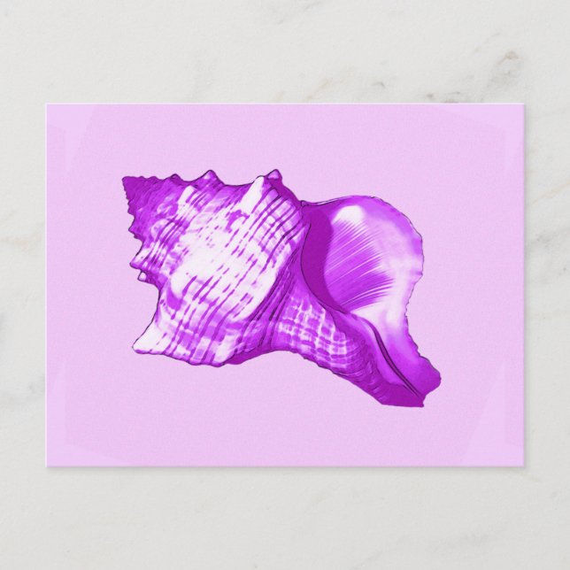Conch shell sketch - violet, white and lavender postcard (Front)