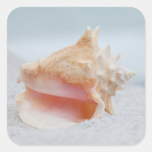 Conch Shell Square Sticker