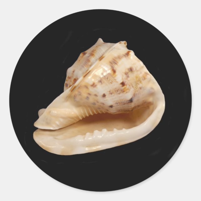 Conch Shell Sticker (Front)
