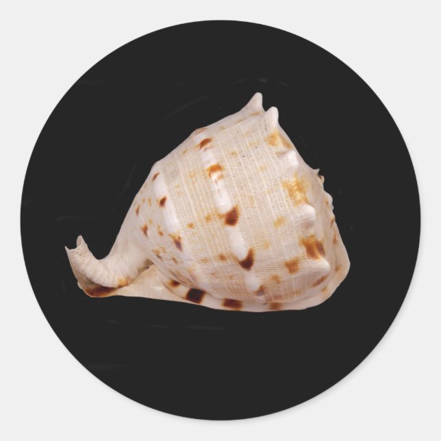 Conch Shell Sticker (Front)