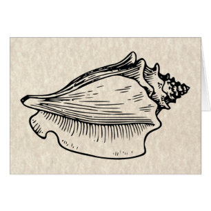 Conch Shell Vintage Illustration