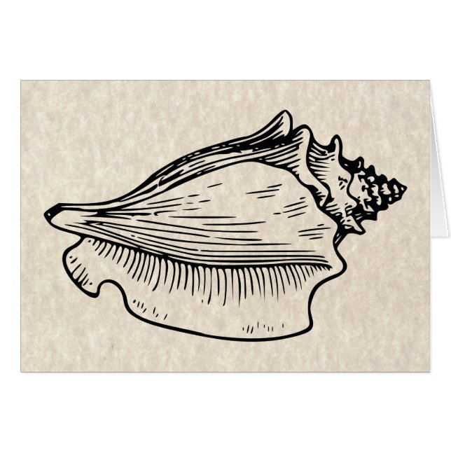 Conch Shell Vintage Illustration (Front Horizontal)