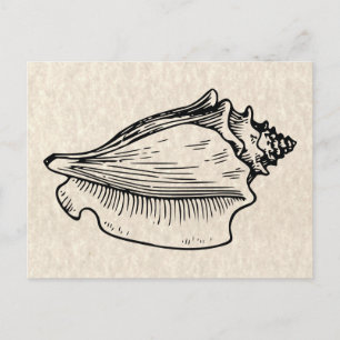 Conch Shell Vintage Illustration Postcard