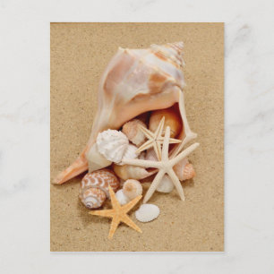 Conch Shell with Shells and Starfish Postcard
