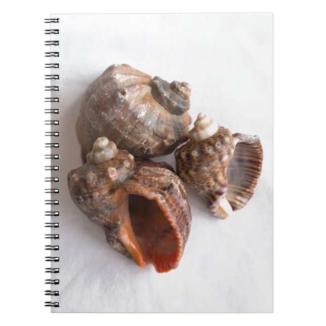 Conch shells notebook (Front)