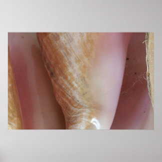 Conch Shells Poster
