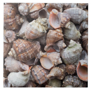 Conch shells tile
