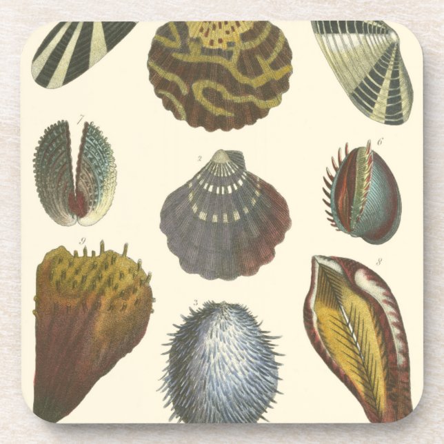 Conchology Collection Coaster (Front)