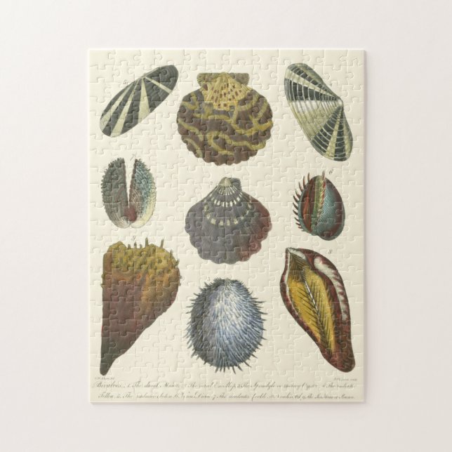 Conchology Collection Jigsaw Puzzle (Vertical)
