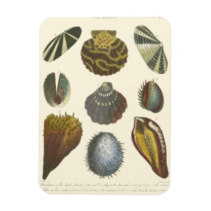 Conchology Collection Magnet