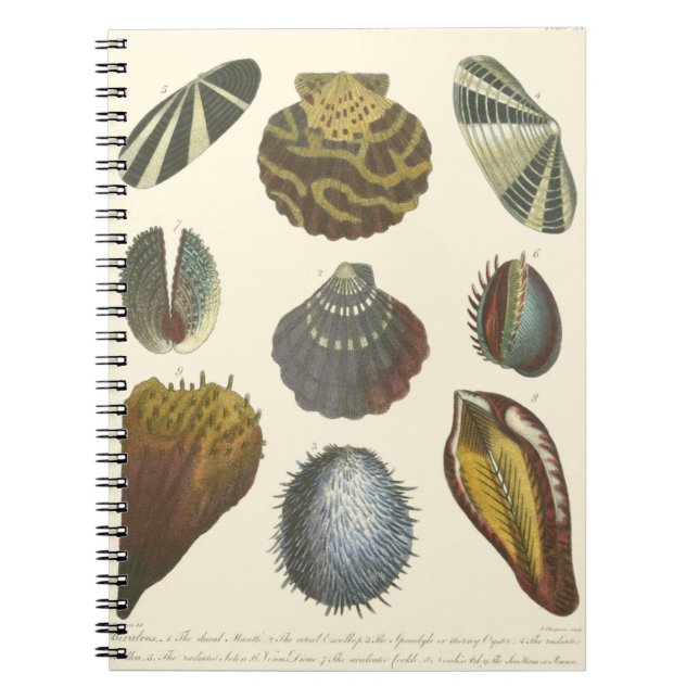 Conchology Collection Notebook (Front)