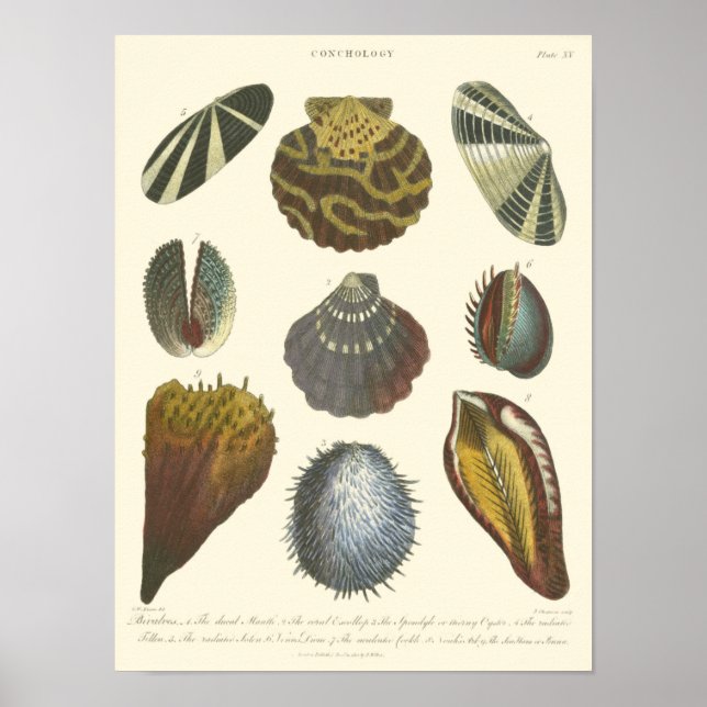 Conchology Collection Poster (Front)