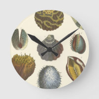 Conchology Collection
