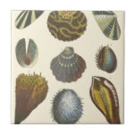 Conchology Collection Tile<br><div class="desc">If you can't get to the beach today, get this classic style image of this unique image of sea life by Albertus Seba! Imagine yourself on a beach discovering Sea anemones that nature has to offer. These seashells and sea plants by the ocean is surrounded by warm sand in this...</div>