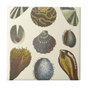 Conchology Collection Tile