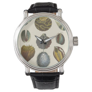 Conchology Collection Watch