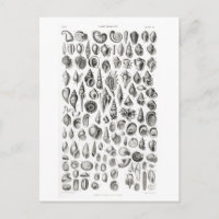 CONCHOLOGY FOSSILS ANIMAL CHART POSTCARD
