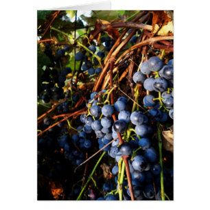Concord Grape Vines Card
