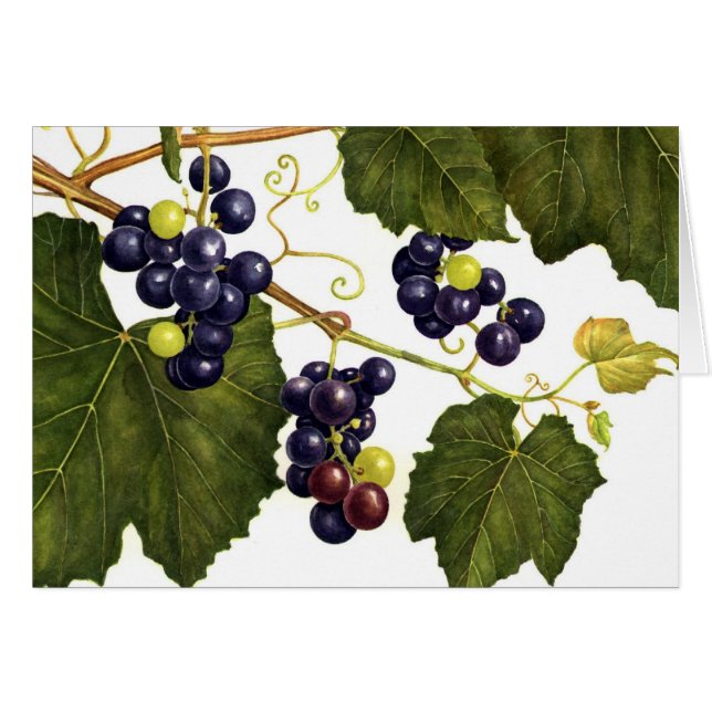 Concord Grapes (Front Horizontal)