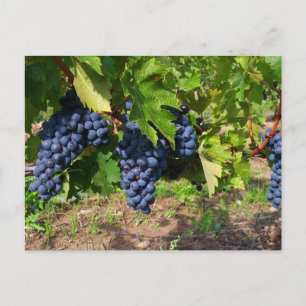 Concord Grapes on the Vine Postcard