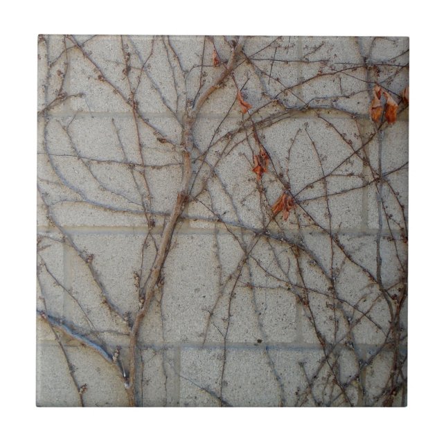Concrete Block Wall With Vines Ceramic Tile (Front)