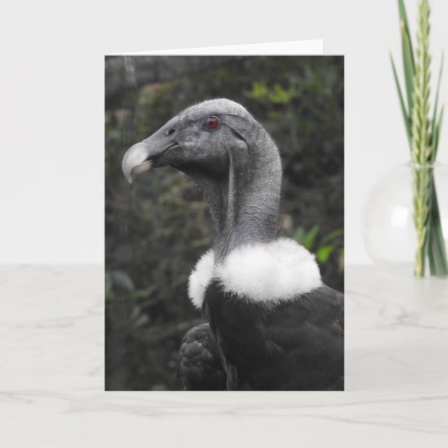 Condor Greeting Card (Front)