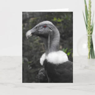 Condor Greeting Card