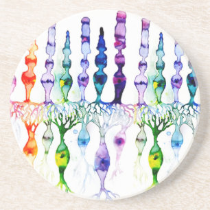 Cone cells rod cells and bipolar neurond of retina coaster