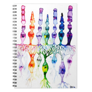 Cone cells rod cells and bipolar neurond of retina notebook