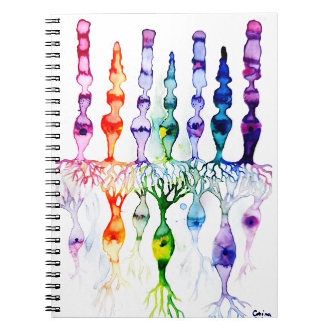 Cone cells rod cells and bipolar neurond of retina notebook (Front)