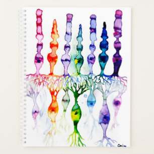 Cone cells rod cells and bipolar neurond of retina planner