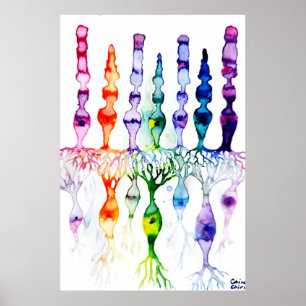 Cone cells rod cells and bipolar neurond of retina poster