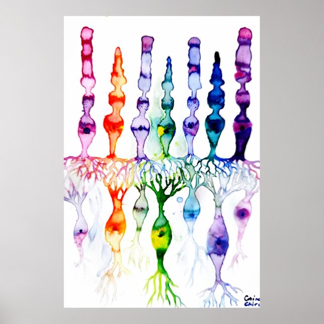 Cone cells rod cells and bipolar neurond of retina poster (Front)