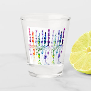 Cone cells rod cells and bipolar neurond of retina shot glass
