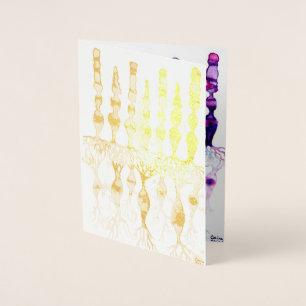 Cone cells rod cells and bipolar neurons of retina foil card