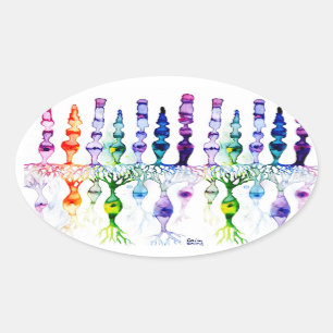 Cone cells rod cells and bipolar neurons of retina oval sticker