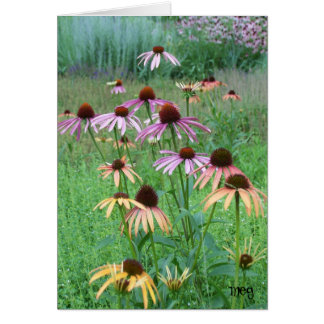 Cone Flower Dance