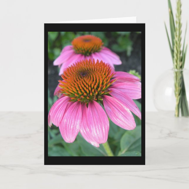 Cone Flower Greeting Card (Front)